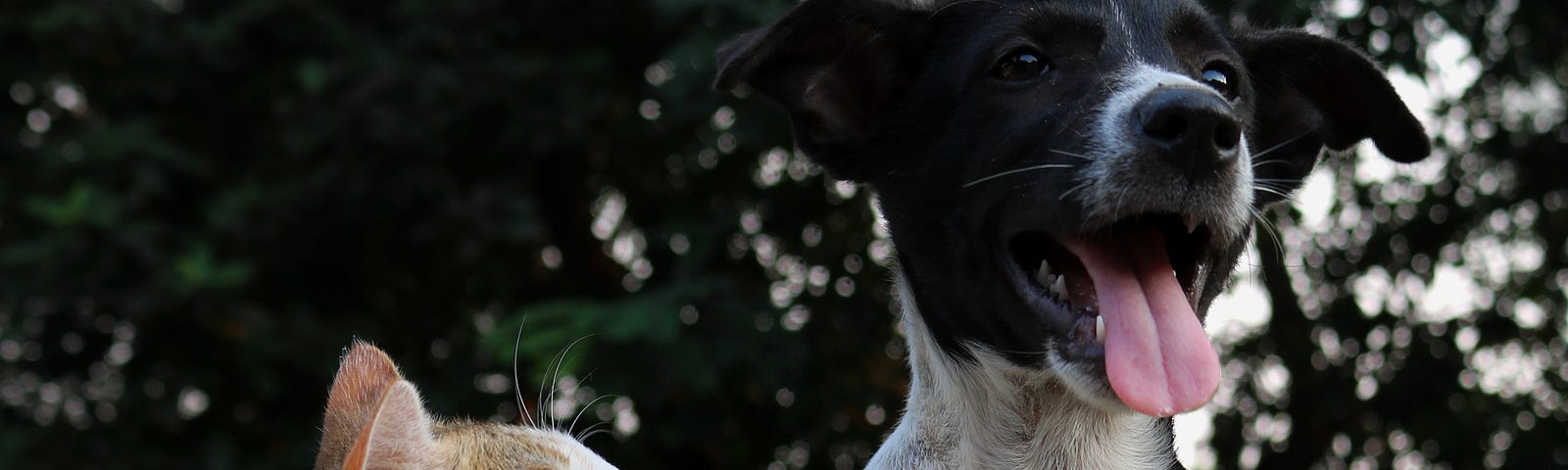 Photo of a dog and a cat