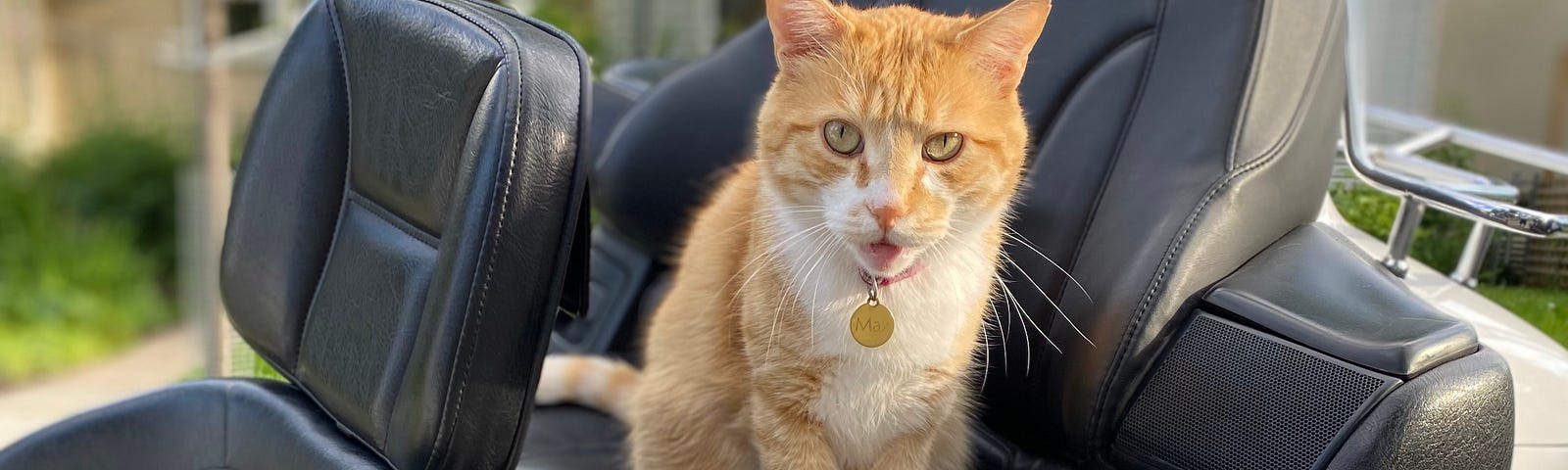 Orange tabby cat on the back of a motorbike.