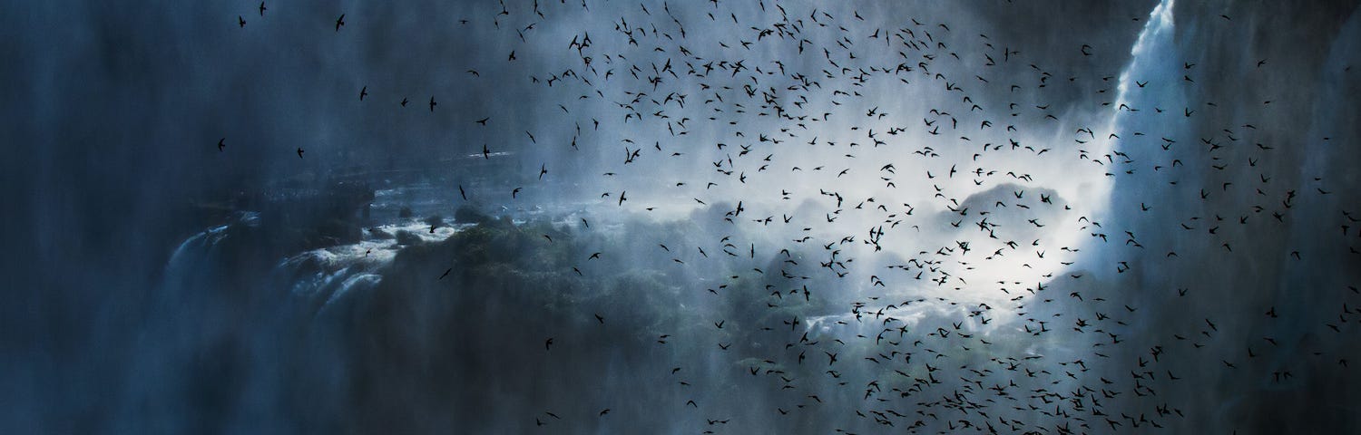 Many Great Dusky Swifts flying above a misty waterfall.