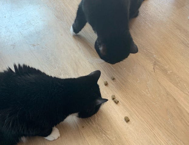 Black cats eating treats
