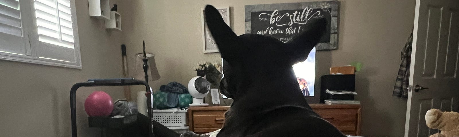 A black dog laying on top of a person and blocking their view of the television.