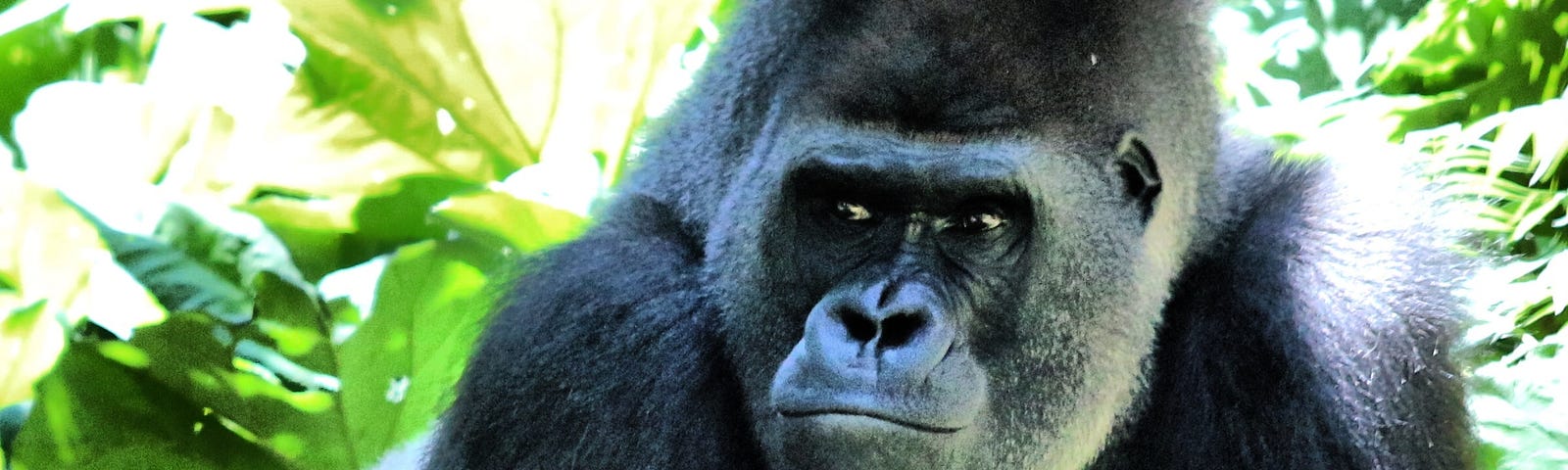 picture of a gorilla