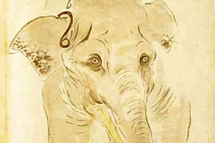 Elephant, front view.