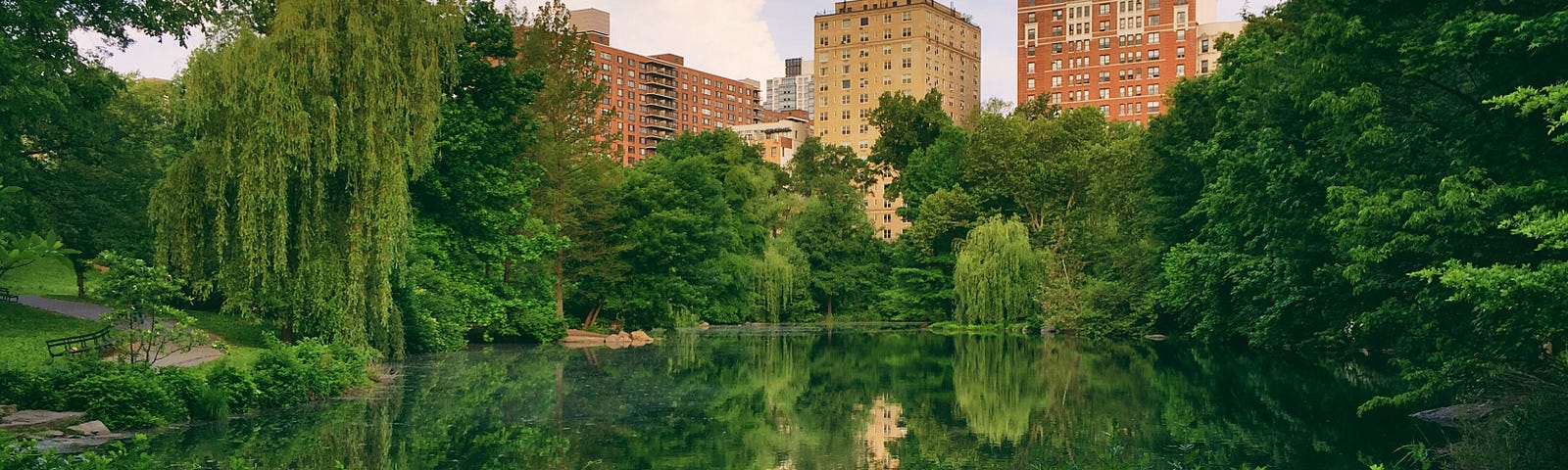 A view of a lake in Central Park, with apartment buildings visible in the background.