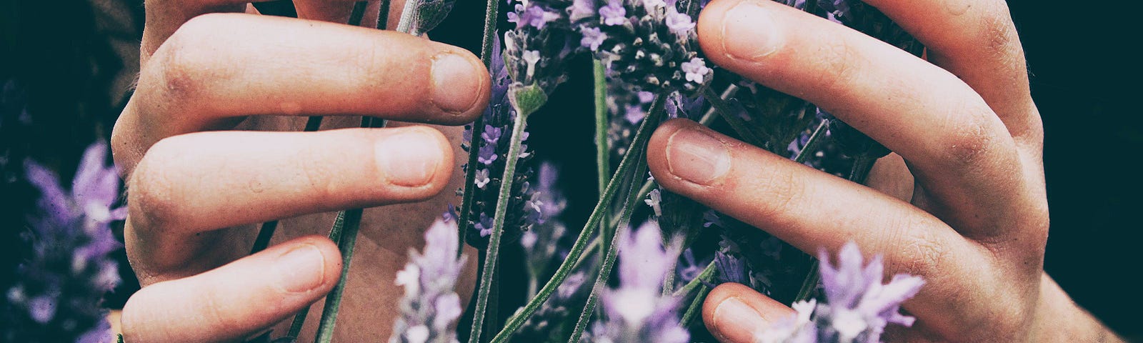 Two hands holding a sprigs of fresh lavender.