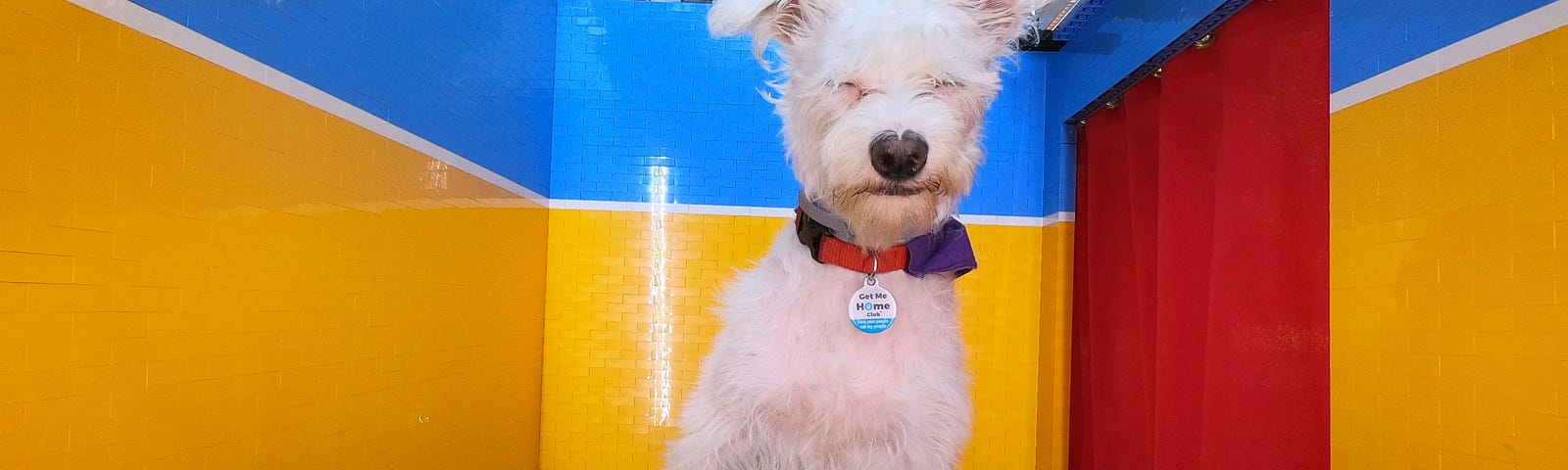 A cute squinting white dog sits near a foot pedal inside a colorful “photo booth” with an open air top and trees behind them