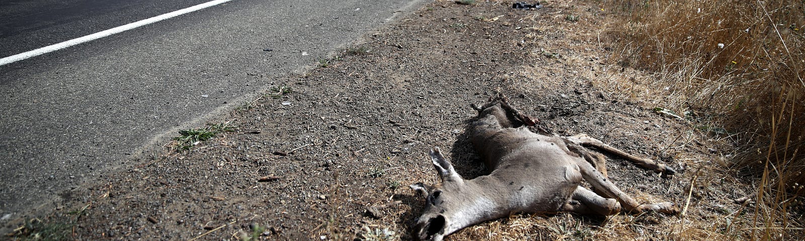 A photo of a dead deer on the side of the road.