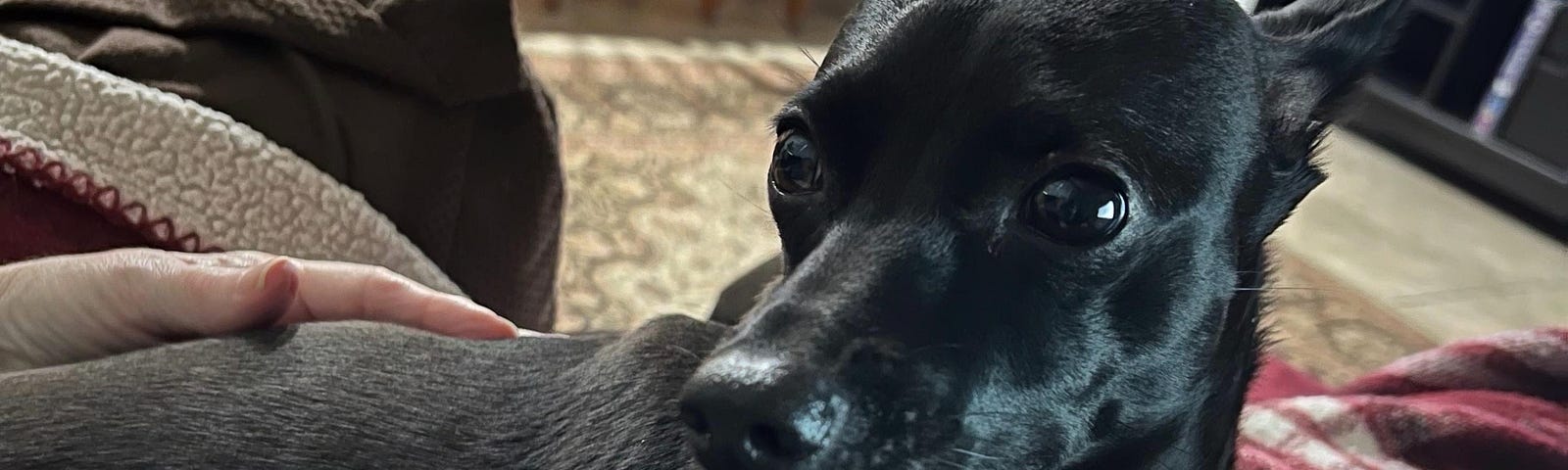 A small black dog laying on a lap and looking at the camera.