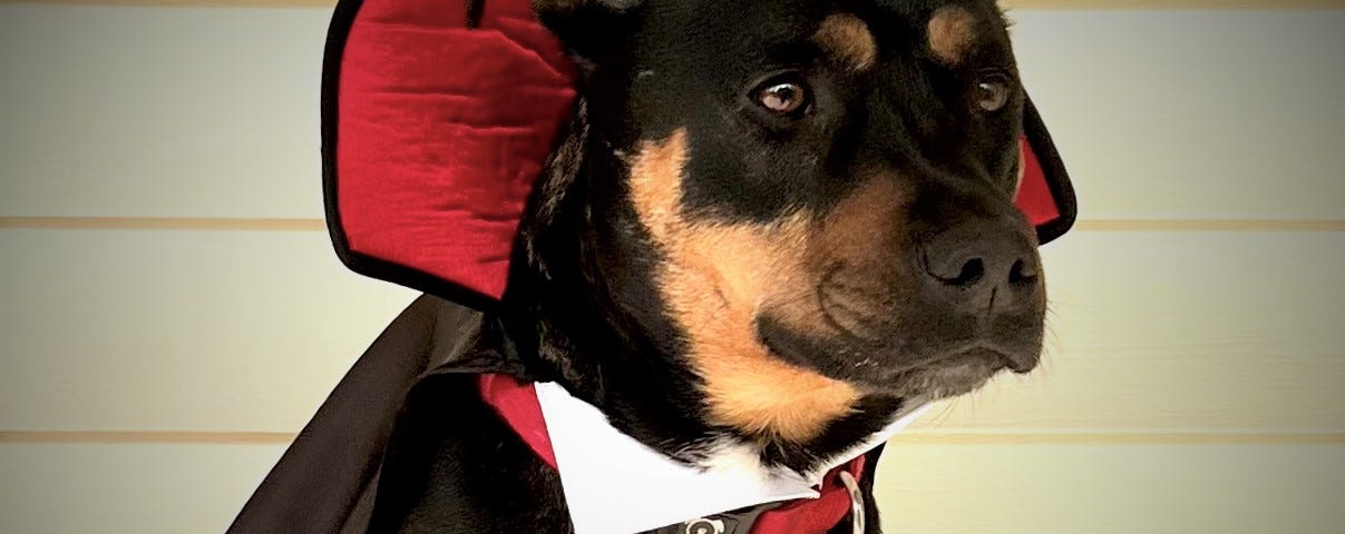 Rotto is a black and tan dog wearing a Dracula cape