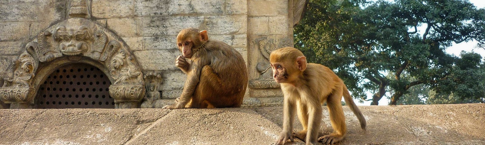 Two monkeys on top of a temple wall