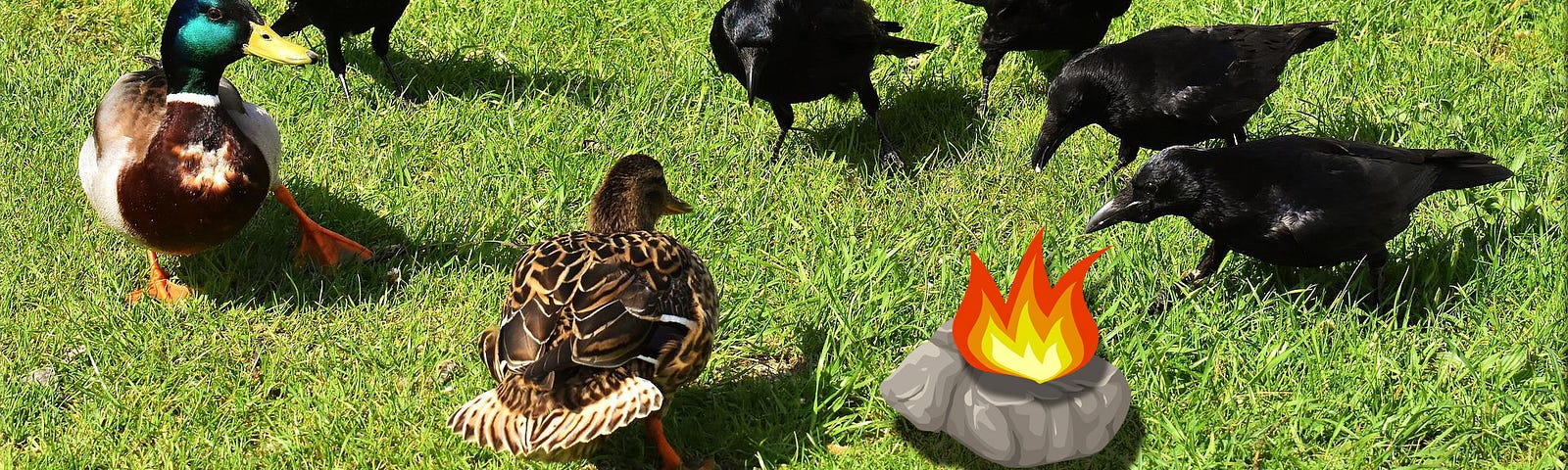 A bunch of crows stand around a flaming stone waiting to see if ducks have nuts