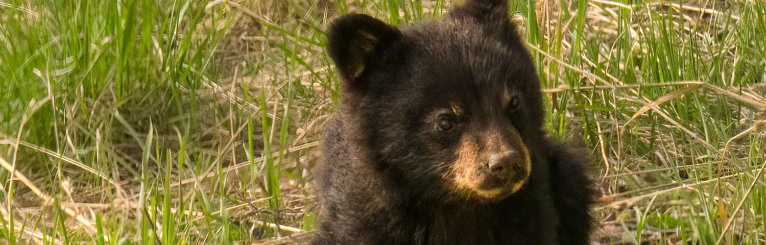 A black bear cub follows mamma up a hillside. By Kris Cochran
