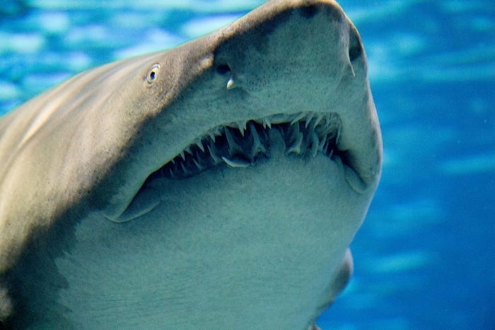 Picture of a shark’s head with teeth showing.