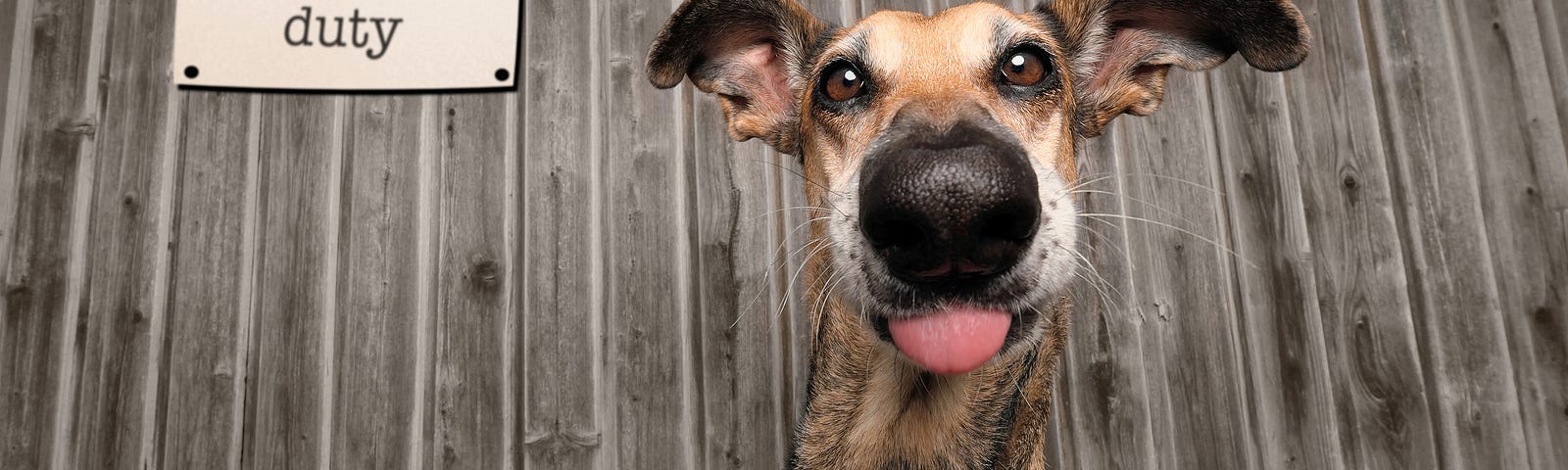 A sweet looking dog with a goofy expression, tongue out, poses in front of a “guard dog on duty” sign