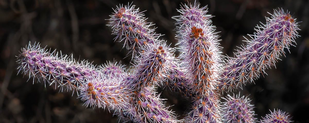 A close-up of a weird-looking purple cactus