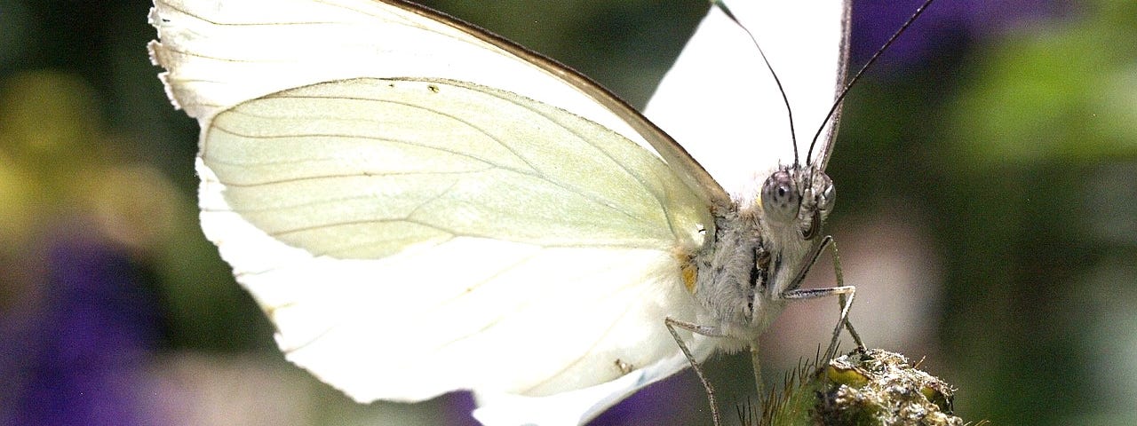 white butterfly up close