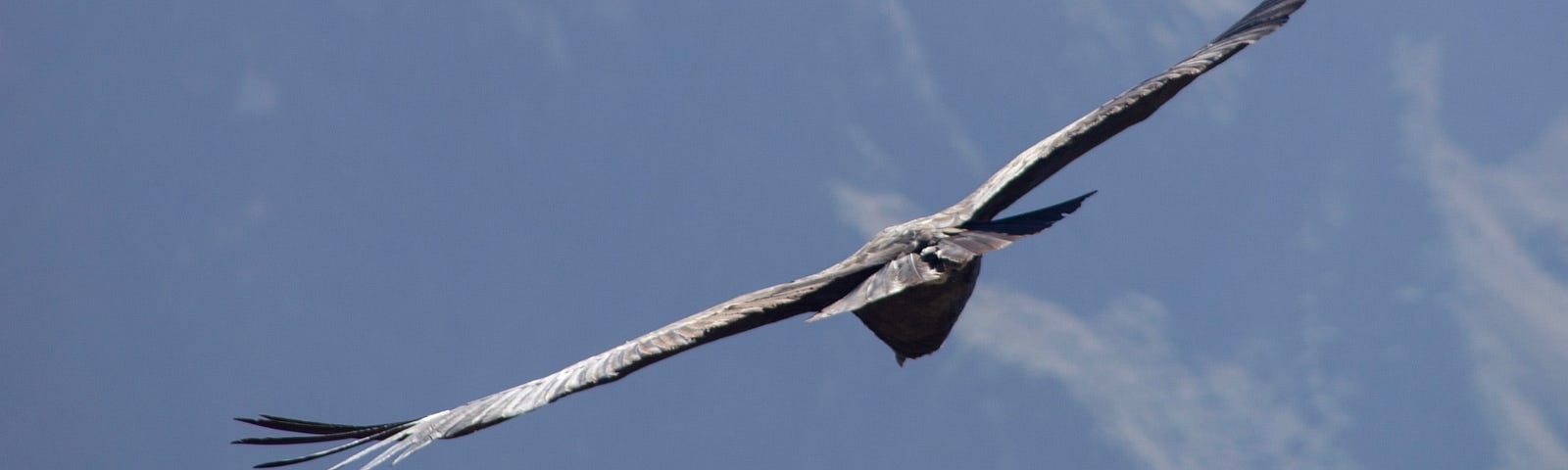 A condor soaring in the sky