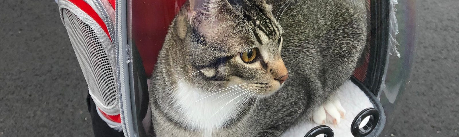 Murray the cat sitting inside a backpack with a clear plastic dome (and airholes) allowing it to look at his surroundings.