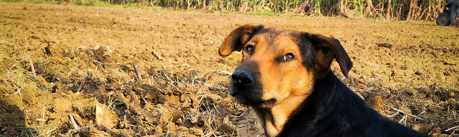 Dog next to a freshly plowed field