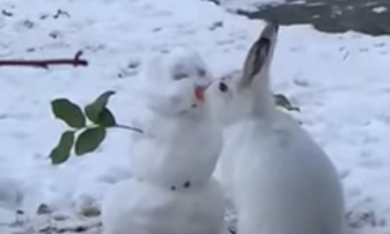 A white rabbit eating the carrot nose of a small snowman outdoors on the snow.