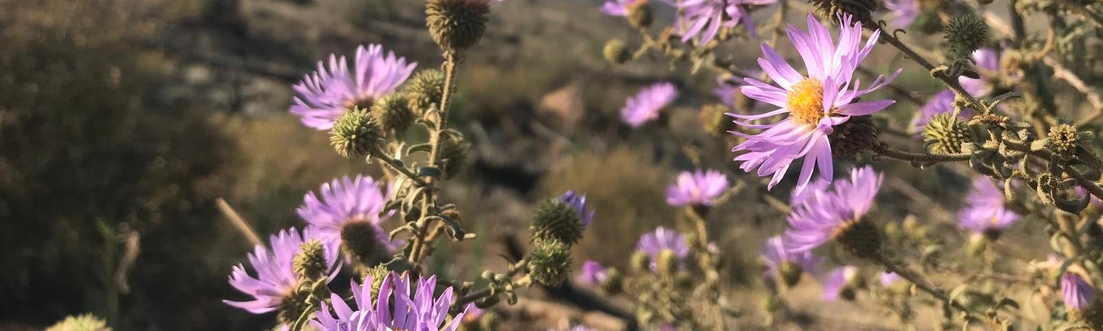 Lavender-colored wildflowers bloom in the wilderness.