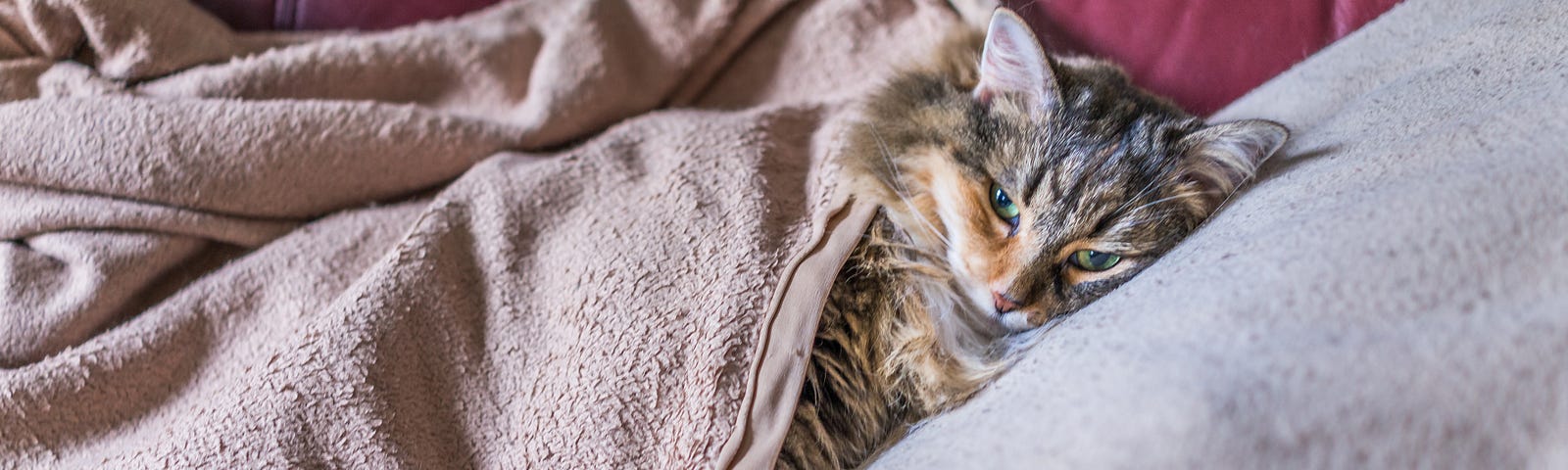 Slightly grumpy cat lying on sofa with a blanket over it.