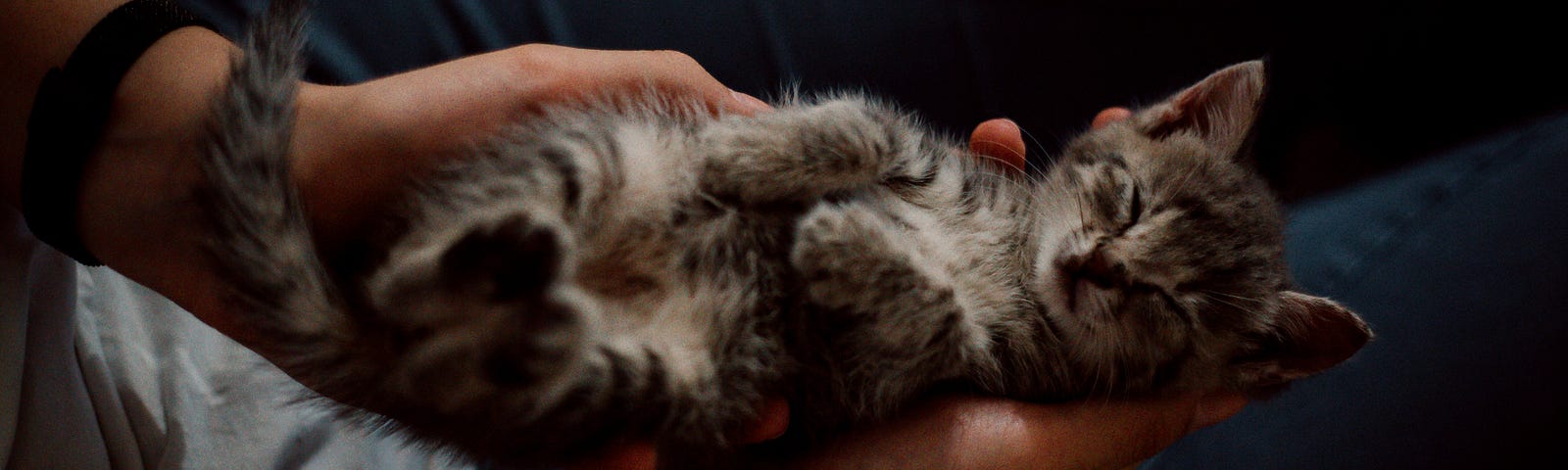 A photo of a sleeping kitten in someone’s palms.