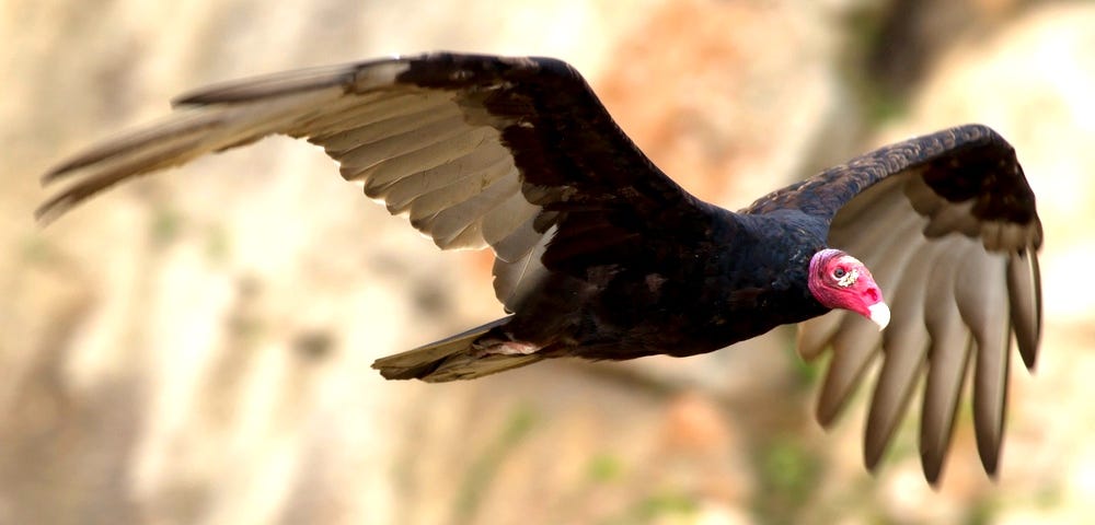 red-headed turkey vulture in flight