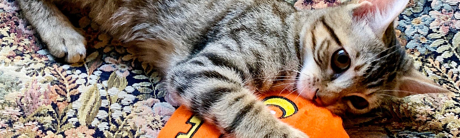 A cute tabby kitten plays with a pumpkin head dog toy.