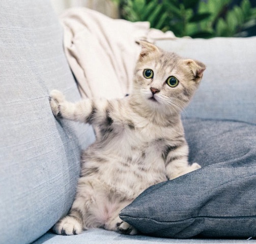 Cute tabby kitten sitting on a sofa
