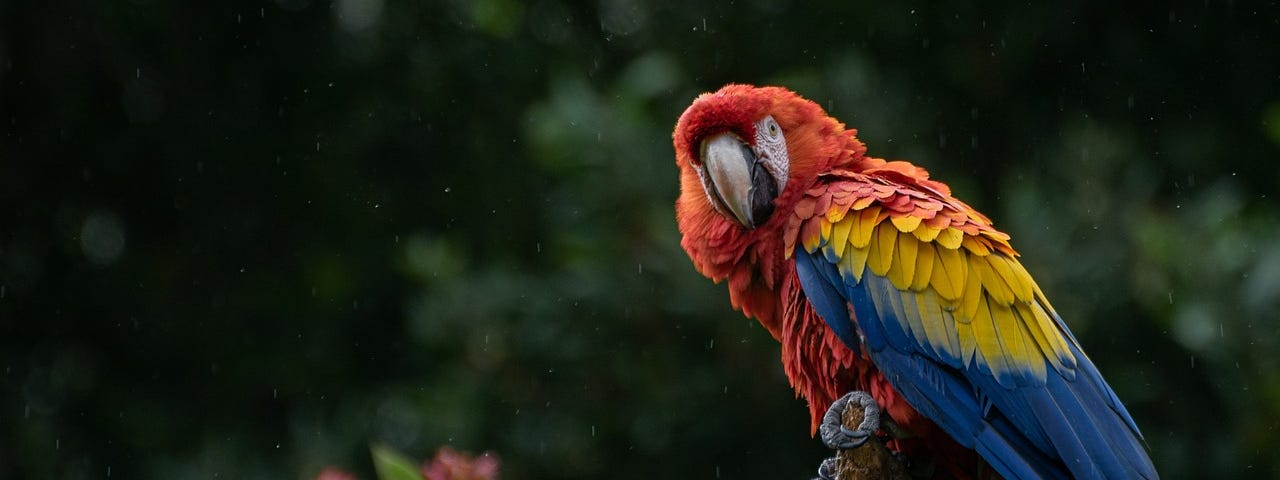 Scarlet macaw standing on a branch and looking at the camera with pink and purple flowers in the background.