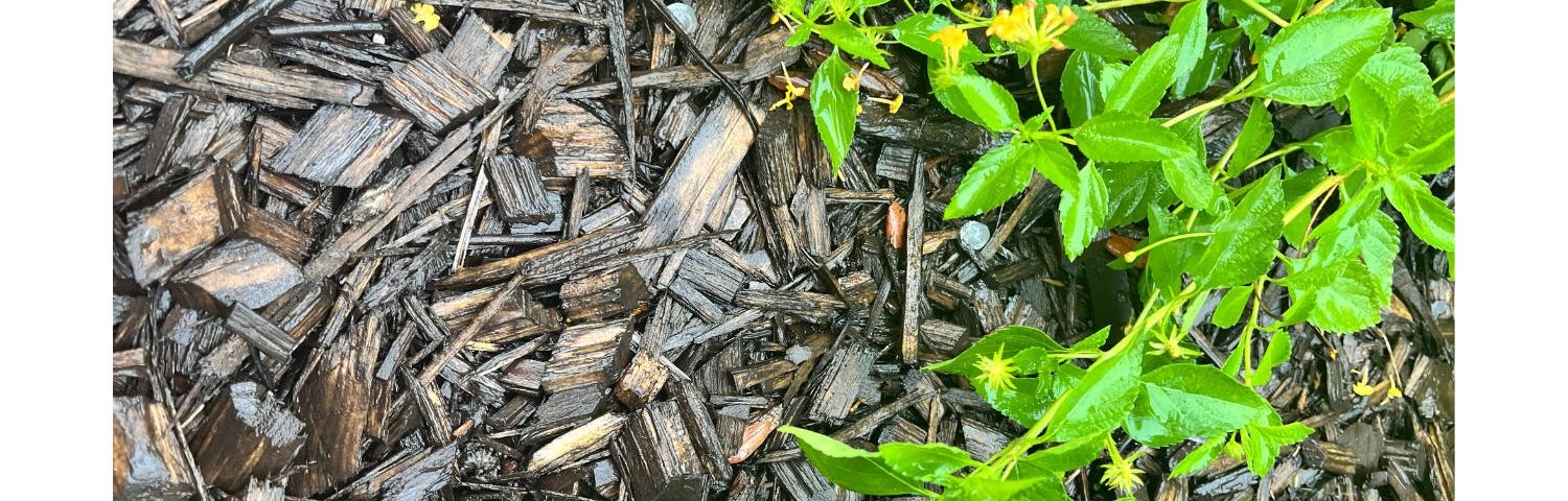 A picture of a mulched garden with three small pieces of hail.