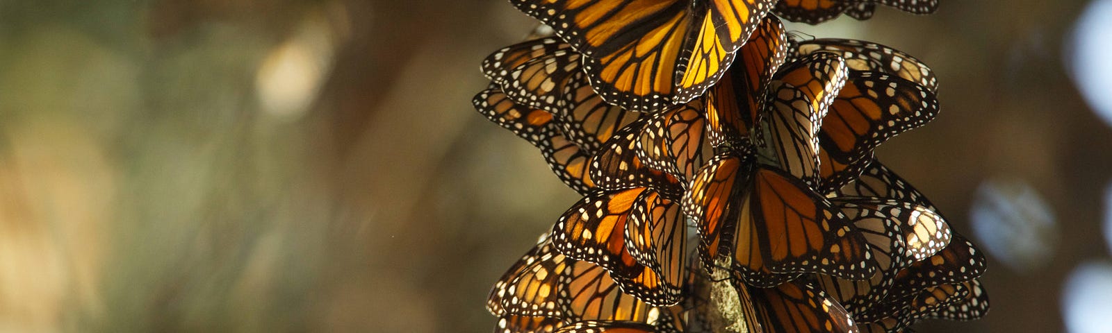 Monarch butterfly population overwintering in Pismo Beach, California by Ryan Hagerty, USFWS.