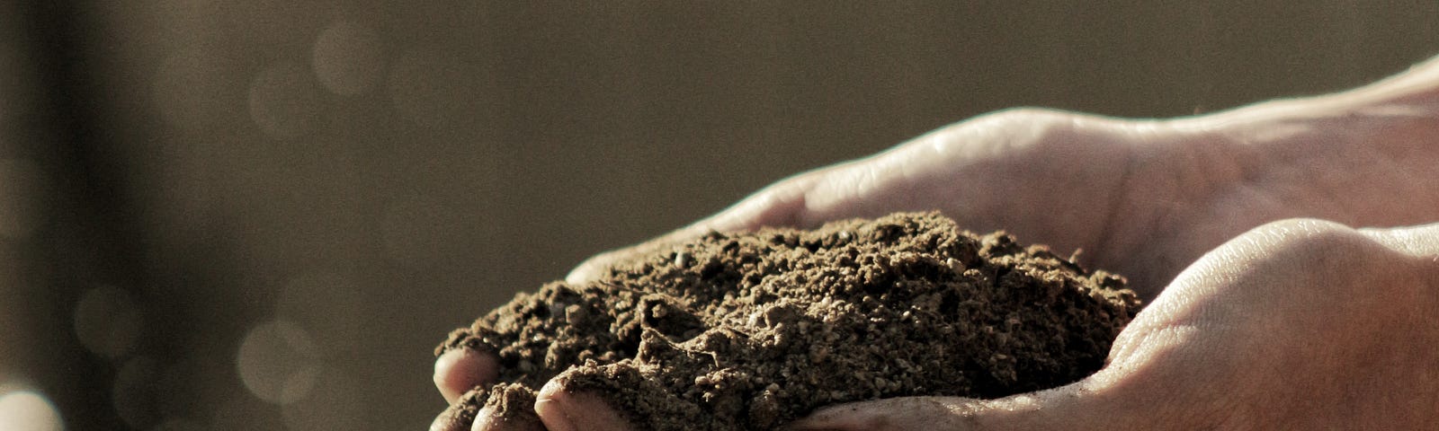 Closeup of someone holding dirt in their cupped hands.