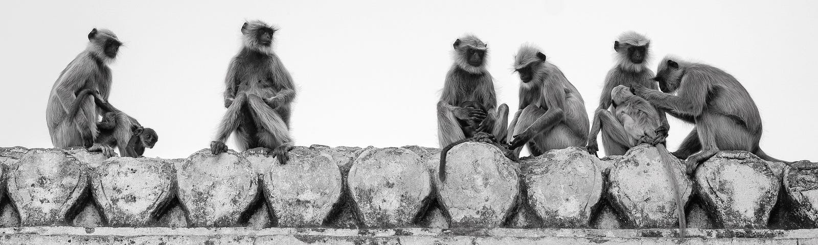 Hanuman monkeys tending to themselves, in Hampi, India.