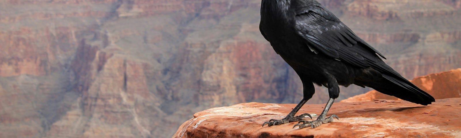 crow at the Grand Canyon