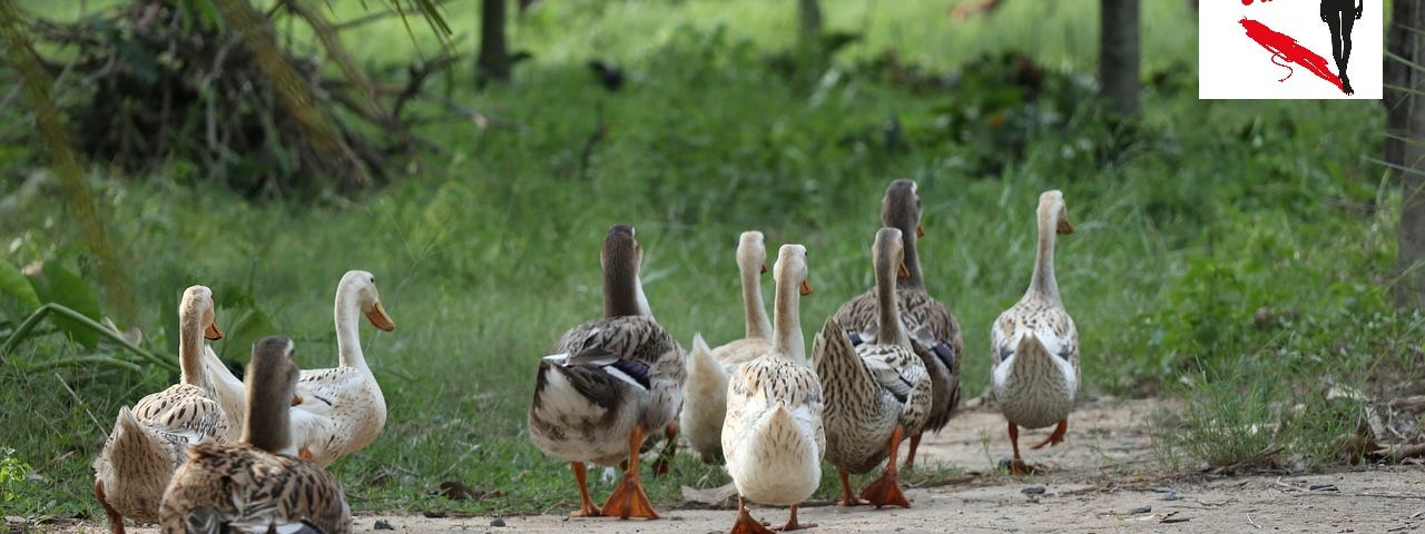 Ducks following each other