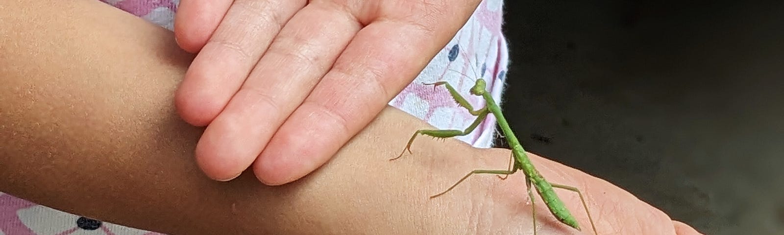 A green praying mantis crawling up on a child’s arm.
