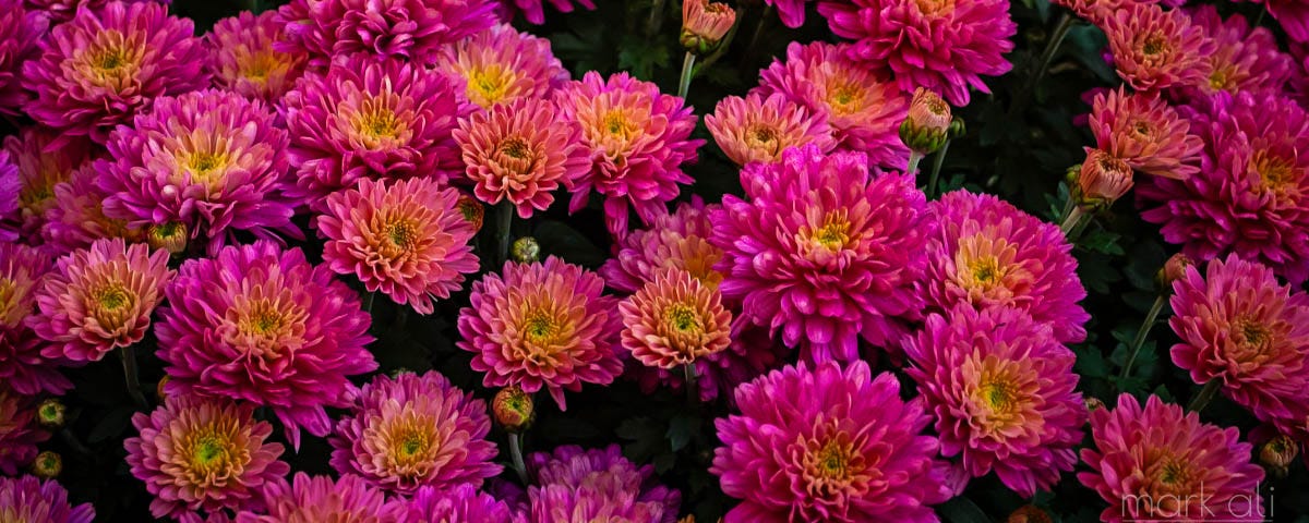A close-up of a pot of mums, with the mums filling the frame.