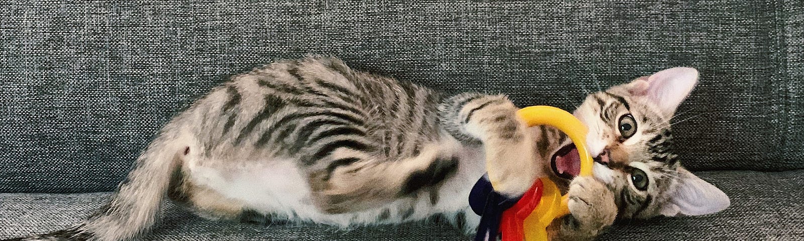 A striped tabby kitten lying on a gray fabric sofa, playing with a dog toy shaped like a ring of multicolored keys.