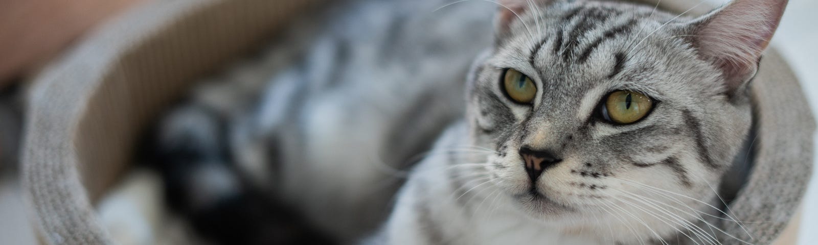 A gray striped cat with green eyes looks up from a round cardboard cat nest