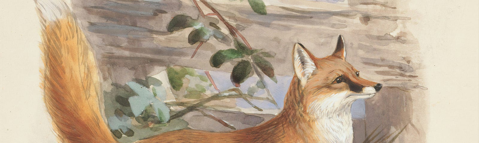 A water color painting of a common fox running over grass. It looks like it could be a 19th century rendering or from a children’s book of fables.