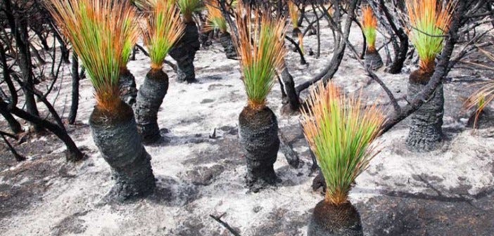 Green sprouts from the Australian landscape after a cultural burn.