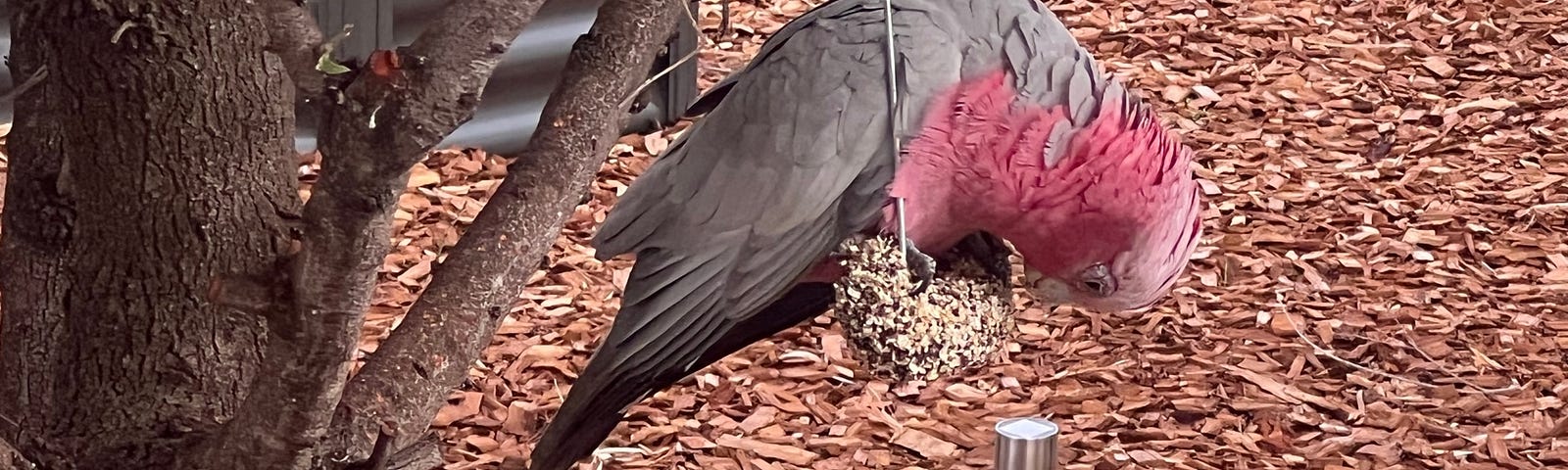 Pink Galah sitting on seed block perch