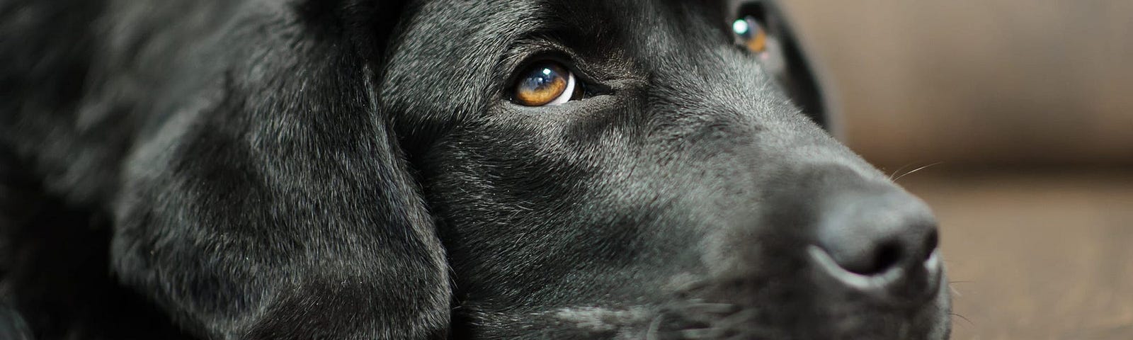 A dog lying on the floor.