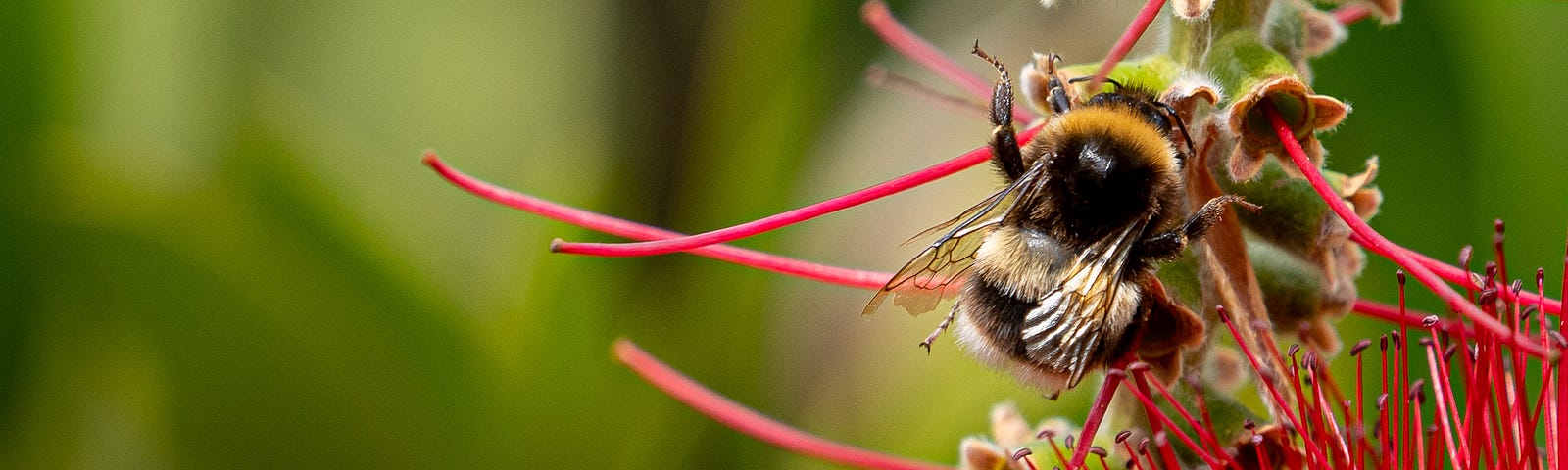 Bumble Bee on Bottle Brush Bush © Sarah-Jane White — The Author