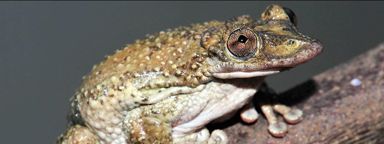 An ugly, warty, green tree frog