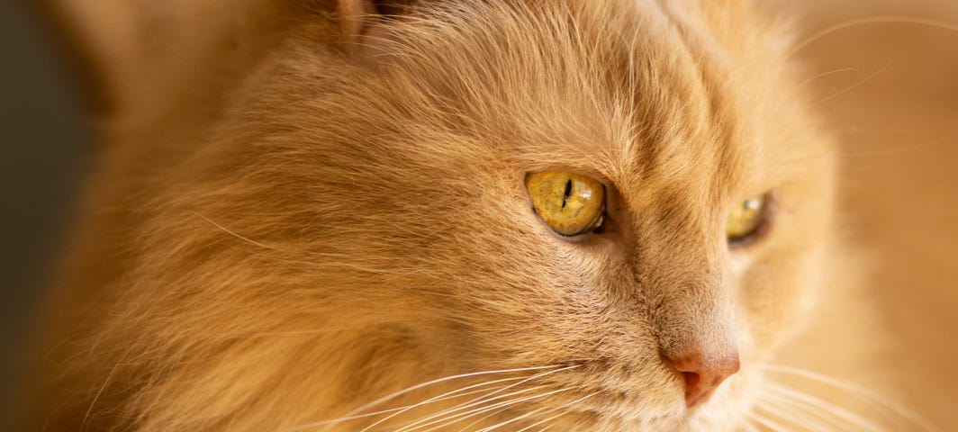 An orange cat lies on a beige cushion in a rattan chair.