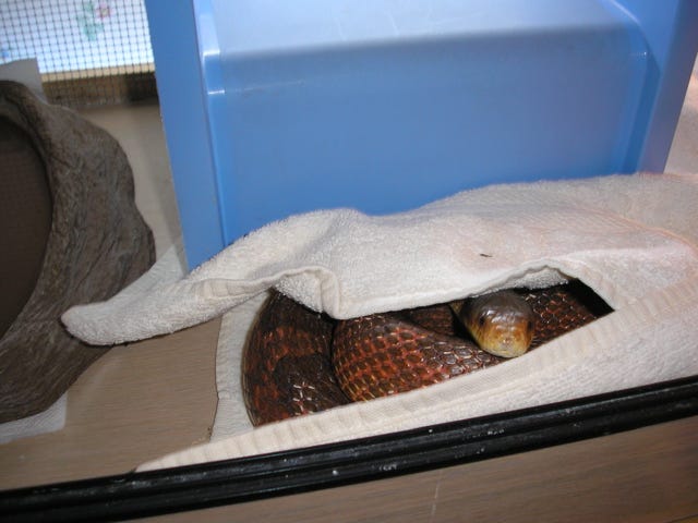 pet snake hiding under a towel
