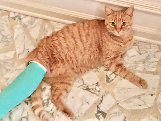 Author’s photo of Buddy cat with his blue splint on — resting on our white marble floor